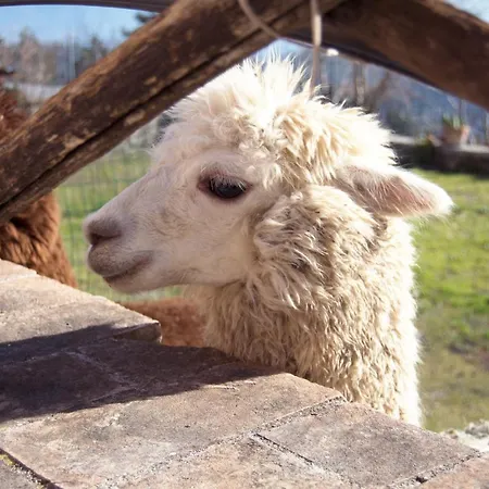 Montanari Agrivillage-2